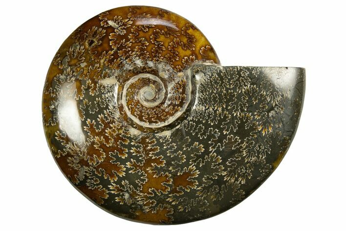 Polished, Agatized Ammonite (Cleoniceras) - Madagascar #327698